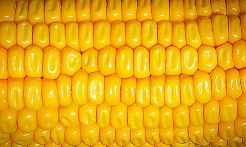Yellow corn kernels Stock Photos