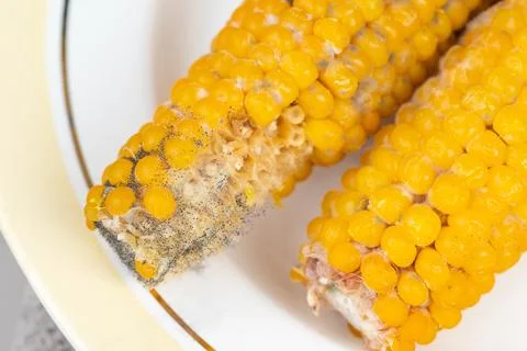 Yellow corn kernels on plate with signs of decay and deterioration Stock Photos