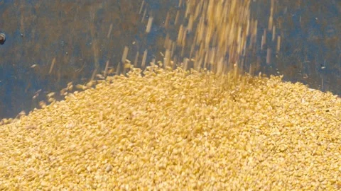 Yellow Corn Kernels Pouring into Bin Stock Footage 328214695