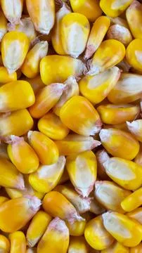 Yellow corn kernels with visible details. Background or texture Stock Photos