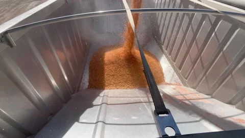 Yellow corn loading into truck. Stock Footage 195571833