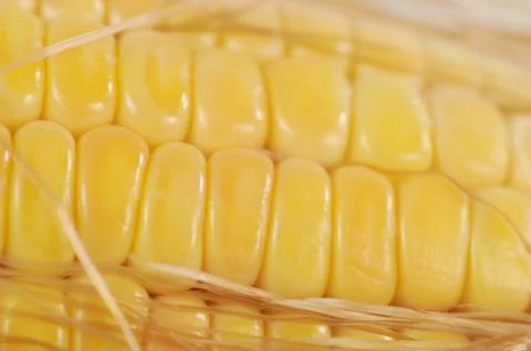 Yellow corn macro Stock Photos
