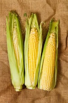 Yellow corn maize on a burlap background Stock Photos