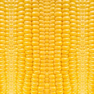Yellow corn nature pattern, abstract vegetable background Stock Photos