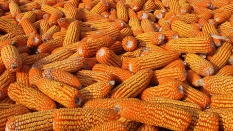 Yellow corn or makka or maize Stock Footage 161258356