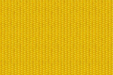 Yellow corn pattern seamless. Vector eco food background. Maize gold seed wal Stock Illustration