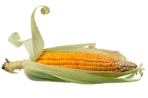 Yellow corn Stock Photos