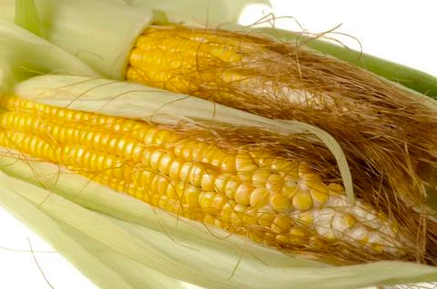 Yellow corn Stock Photos