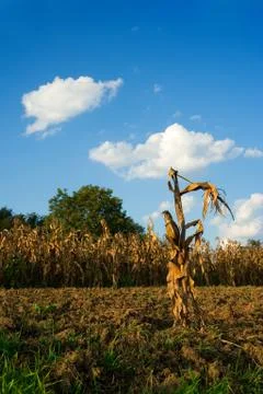 Yellow corn Stock Photos
