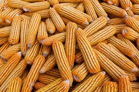 Yellow corn Stock Photos
