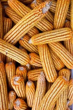 Yellow corn Stock Photos