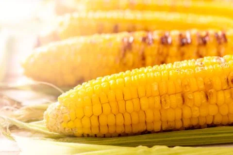 Yellow corn Stock Photos