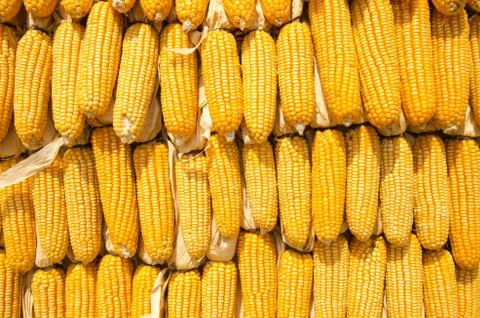 Yellow Corn Stock Photos