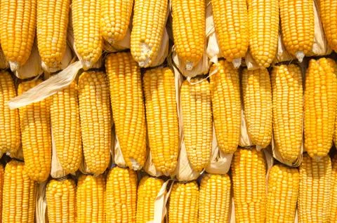Yellow corn Stock Photos