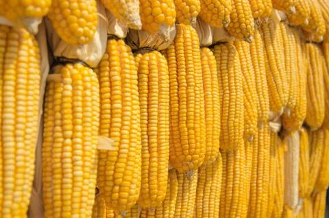 Yellow corn Stock Photos