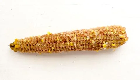 The yellow corn. Stock-Fotos