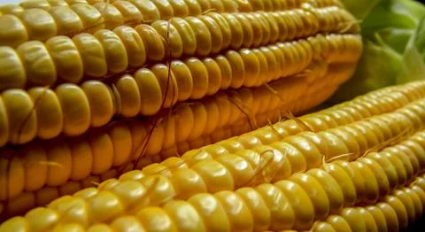 The yellow corn Stock Photos
