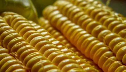 The yellow corn Stock Photos