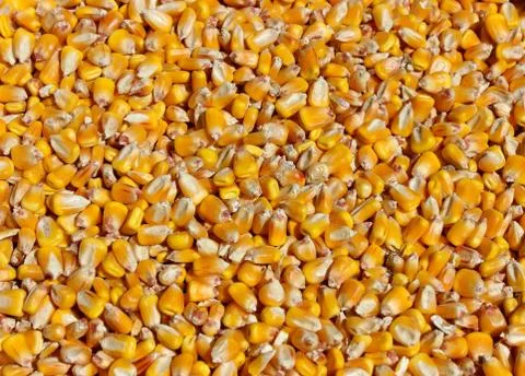 Yellow corn Stock Photos