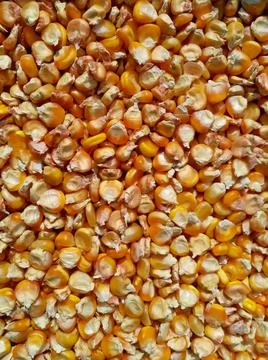 Yellow corn Stock Photos
