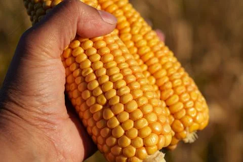 Yellow corn Stock Photos