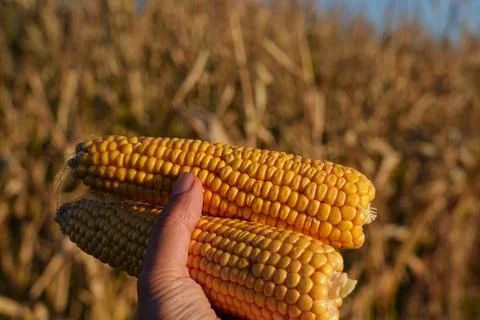 Yellow corn Stockfoto's