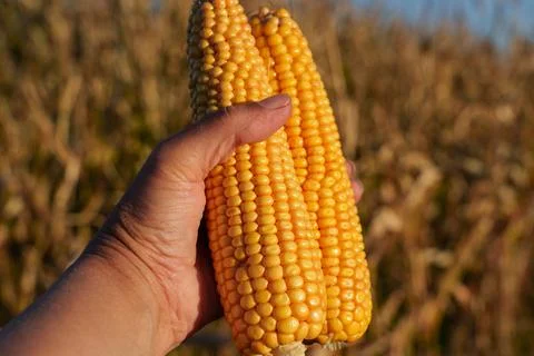 Yellow corn Stock-Fotos