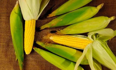 Yellow corn on sack background Stock Photos