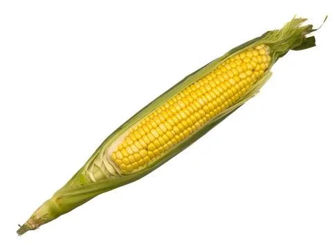 A yellow corn stalk with a green stem, white background, copy space, flay lay, Stock Photos