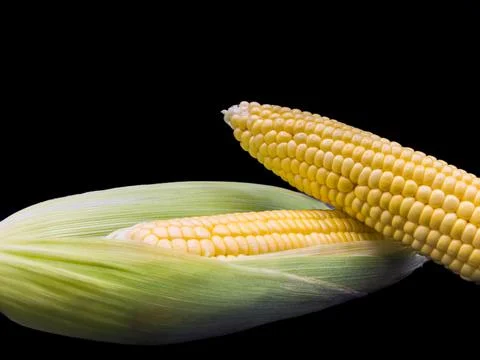 A yellow corn stalk with a green stem, white background, copy space, flay lay, Stock-Fotos