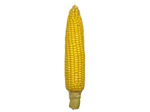 A yellow corn stalk with a green stem, white background, copy space, flay lay, Stock-Fotos