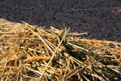 Yellow corn stalks 스톡 사진