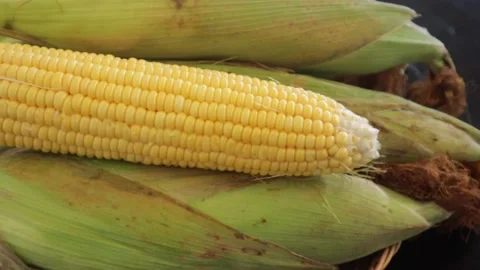 Yellow corn stick Stock Footage 157867251