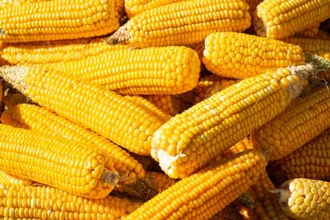 Yellow corn in storage under sunlight Stock Photos