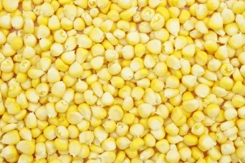Yellow corn texture Stock Photos