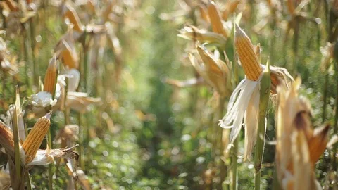 Yellow Corn on Tree Stock Footage 119544657