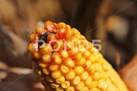 Yellow corncob. Stock Photos