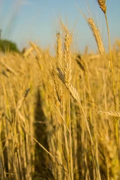 Yellow cornfield Stock Photos