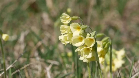 Yellow corydalis swaying in the wind. Stock Footage 75388911