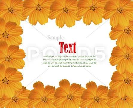 Yellow cosmos background with copy-space. (beautiful yellow flower frame.) Stock Illustration