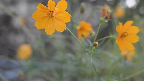 Yellow cosmos with bokeh background. 스톡 동영상 81609244