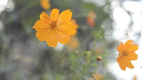 Yellow cosmos with bokeh background. Stock Footage 81609246