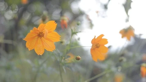 Yellow cosmos with bokeh background. Stock-Footage 81609253