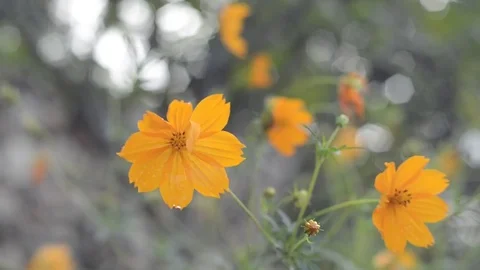 Yellow cosmos with bokeh. 스톡 동영상 81609236