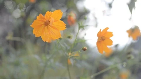 Yellow cosmos with bokeh. 스톡 동영상 81609241