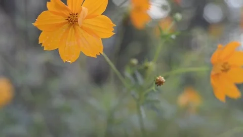 Yellow cosmos with bokeh. 스톡 동영상 81609255