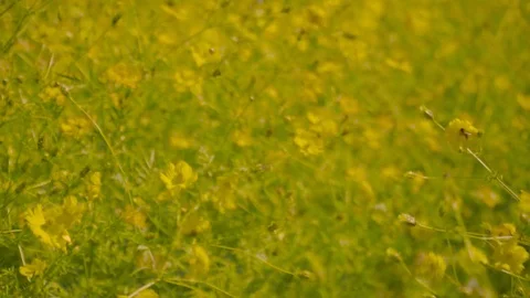 Yellow cosmos field. Video stock 99126776