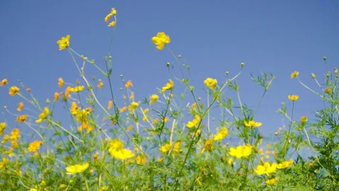 Yellow cosmos field. Stock Footage 99129169