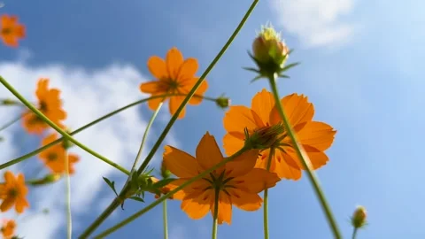 Yellow cosmos field low angle. Stock Footage 243261751