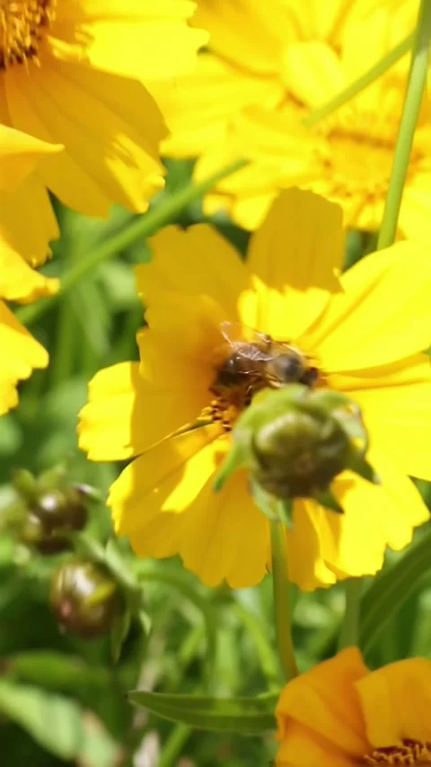 Yellow cosmos flower with bee visitor feeding on nectar Stock Footage 313680849